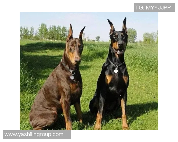养杜宾的足球明星是谁他与爱犬的故事引发关注